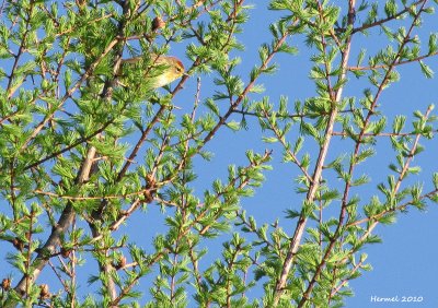 Paruline  couronne rousse - Palm Warbler