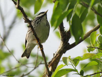 Paruline raye - Blakpoll Warbler