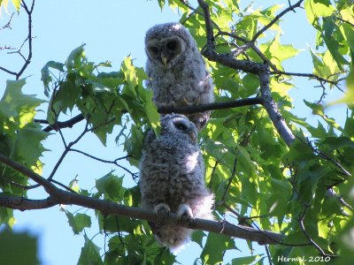 Chouette raye - Barred Owl