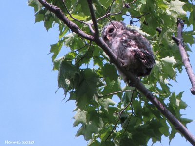 Chouette raye - Barred Owl