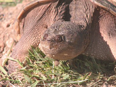 Tortue serpentine qui pond au Marais Carbonneau - Snapping turtle laying eggs