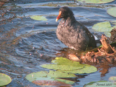 Gallinule - Common Moorhen