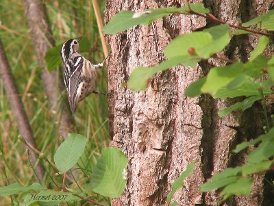 Paruline noir et blanc - Black and white Warbler