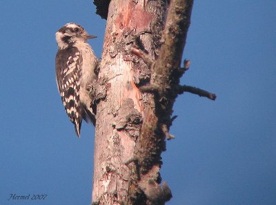 Pic mineur - Downy Woodpecker