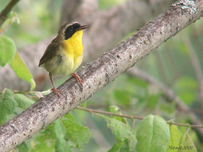 Paruline masque - Common Yellowthroat