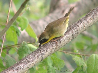 Paruline masque - Common Yellowthroat