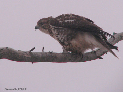 Buse  queue rousse -  Red-tailed Hawk