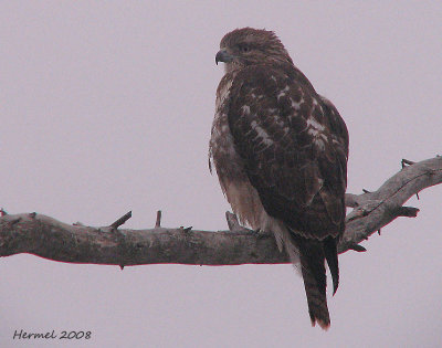 Buse  queue rousse - Red-tailed Hawk