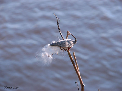 Asclpiade perdant sa ouate dans le vent - Milkweed blown by the wind