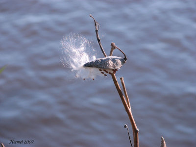 Asclpiade - Milkweed
