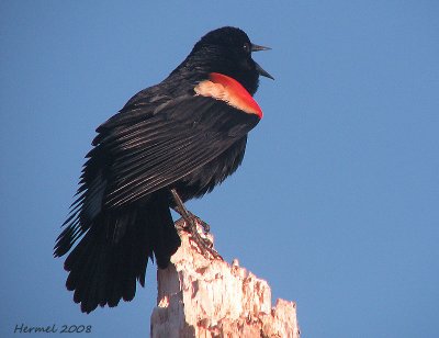 Carouge  paulettes - Red-winged Blackbird