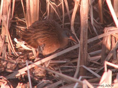 Rle de Virginie - Virginia Rail