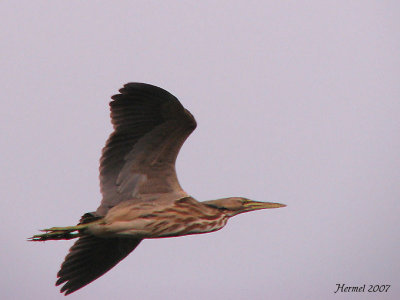 Butor d'Amrique - American Bittern