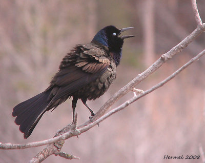 Quiscale bronz - Common Grackle