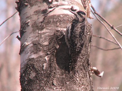 Pic maculé - Yellow-bellied Sapsucker