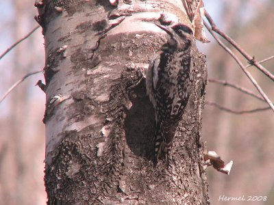 Pic macul - Yellow-bellied Sapsucker