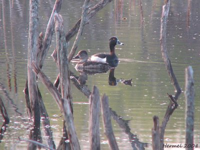 Fuligule  collier - Ring-necked Duck