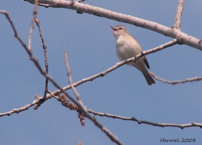 Viro mlodieux - Warbling Vireo