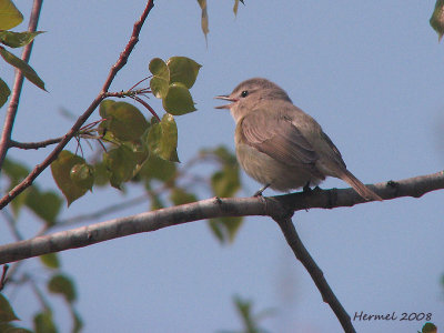 Viro mlodieux - Warbling Vireo