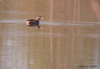 Grbe  bec bigarr - Pied-billed Grebe