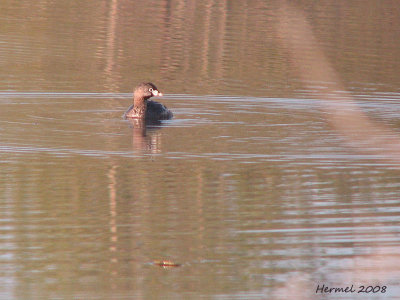 Grbe  bec bigarr - Pied-billed Grebe