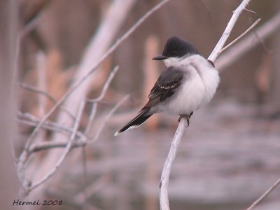 Tyran tritri - Eastern Kingbird