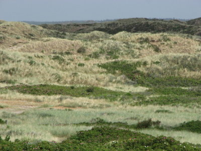 Dunes at Blaavand II