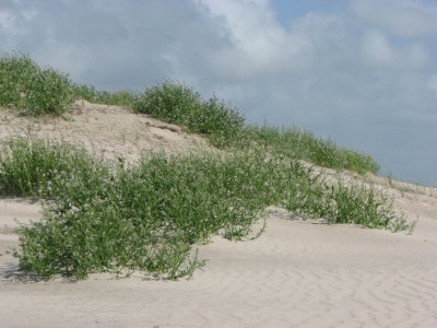 Dunes at Skallingen IV