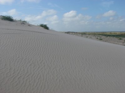 Dunes at Skallingen V