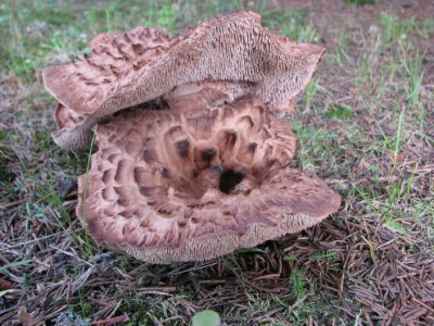 Fjllig Taggsvamp;  Sarcodon imbricatus, Hedgehog mushroom