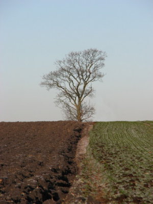 The dividing line