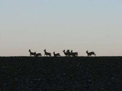 Roe deer; Rdjur; Capreolus capreolus