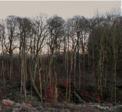 The Tjute creek ravine II