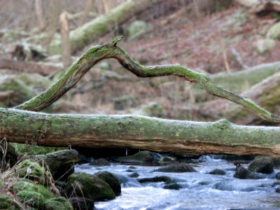 Tjute creek