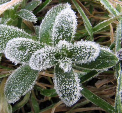 Frostead leaves