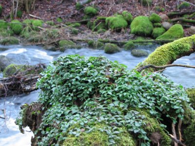 Tjute creek