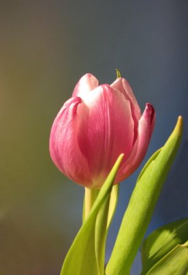 Fresh tulip