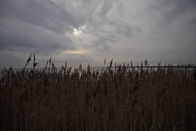 Reed