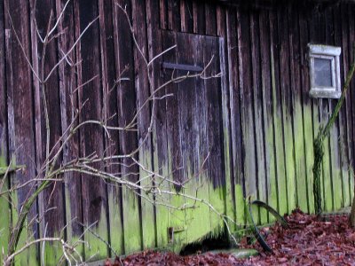 Algae on the north wall