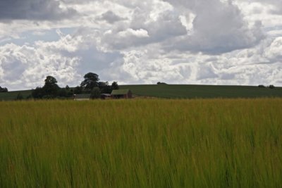 Field with Barley