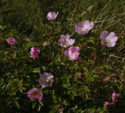 Glaucos Dog rose, Nyponros, Rosa dumalis