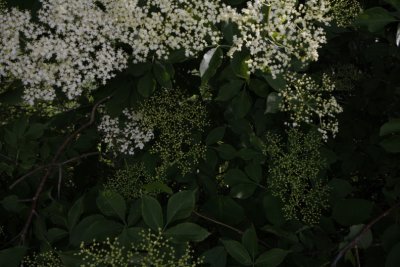 Elder, Flder, Sambucus nigra