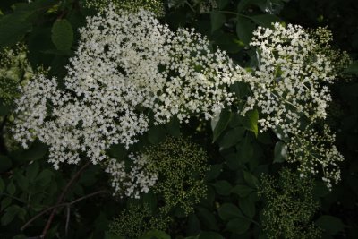 Elder, Flder, Sambucus nigra