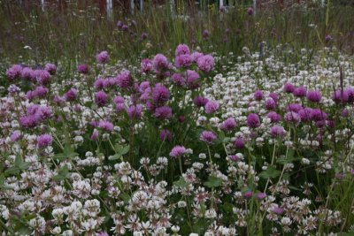 Red & White Clover, Röd- o Vitklöver,