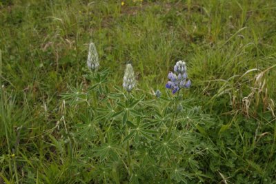 Nootka Lupine; Fjäll Lupine; Lupinus nootkatensis (Planted)