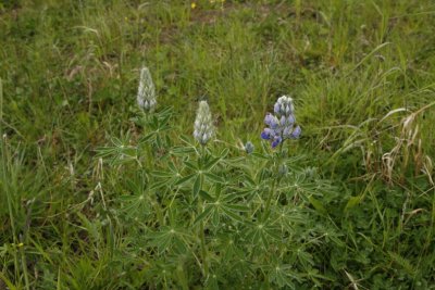 Nootka Lupine; Fjll Lupine; Lupinus nootkatensis (Planted)