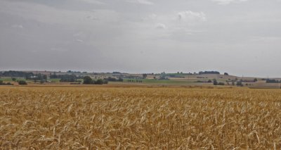Ripen Barley  I