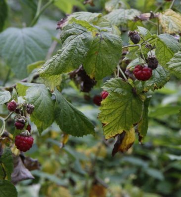 Raspberry, Hallon, Rubus idaeus