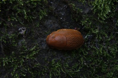 Red Slug, R�d Skogssnigel, Arion rufus