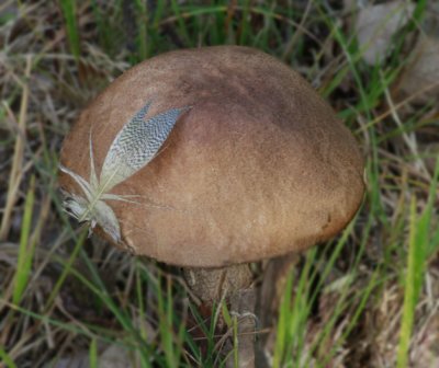 Brown Birch Bolete, Strävsopp, Leccinum scabrum